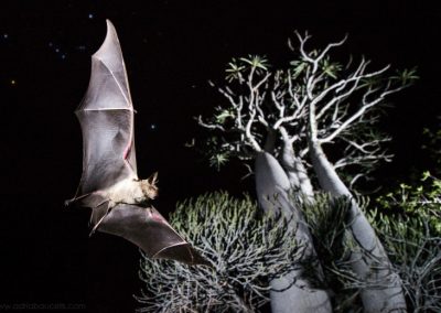 Are all bat wings the same?