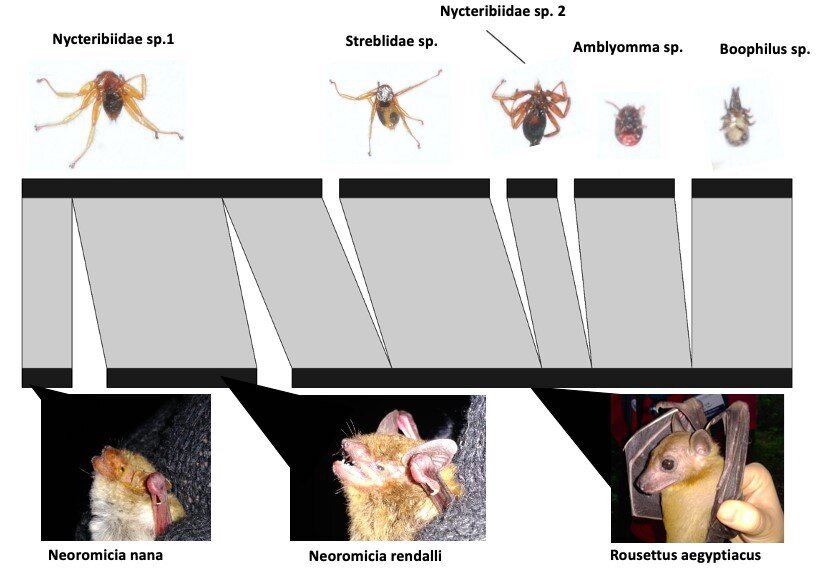 Bat Ectoparasites in Kenya: the importance of creativity and improvisation