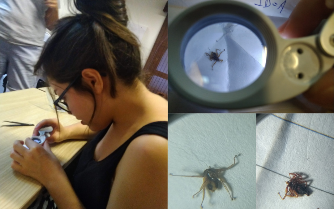 Bat Ectoparasites in Kenya: the importance of creativity and improvisation