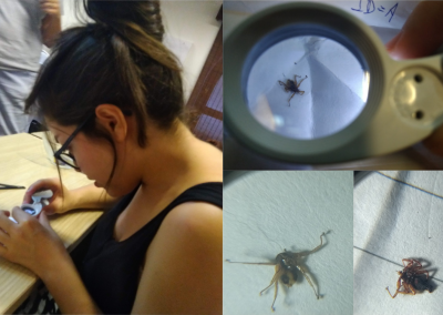 Bat Ectoparasites in Kenya: the importance of creativity and improvisation