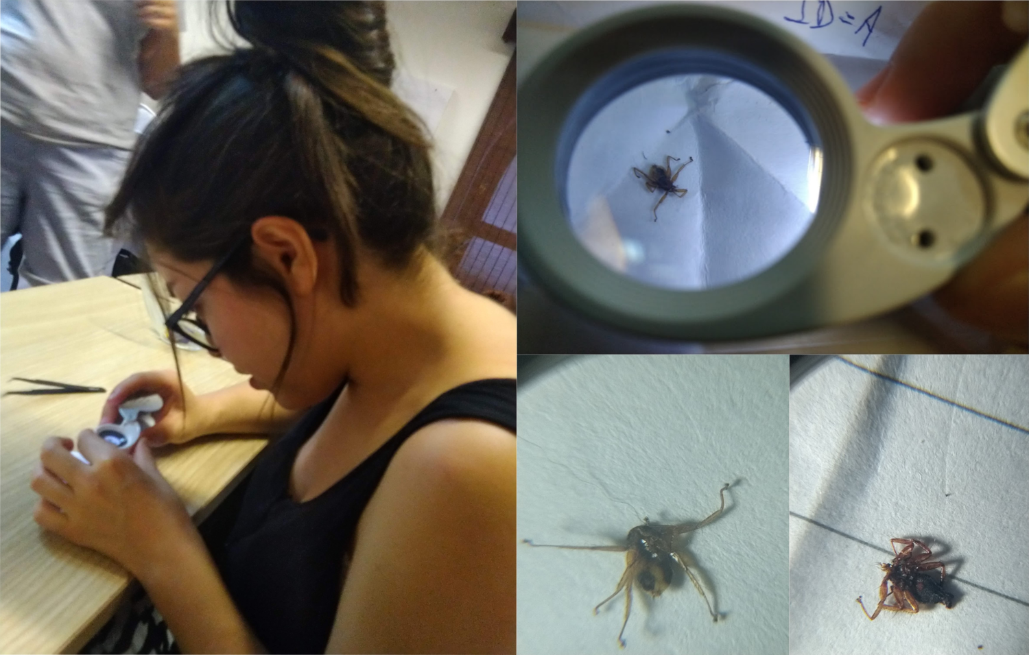 Bat Ectoparasites in Kenya: the importance of creativity and improvisation