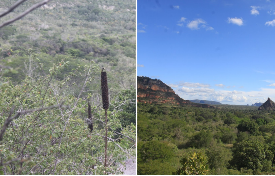 How bats perceive and interact with flowers in the Brazilian Caatinga