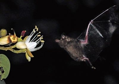 On a nectar trail through the drylands