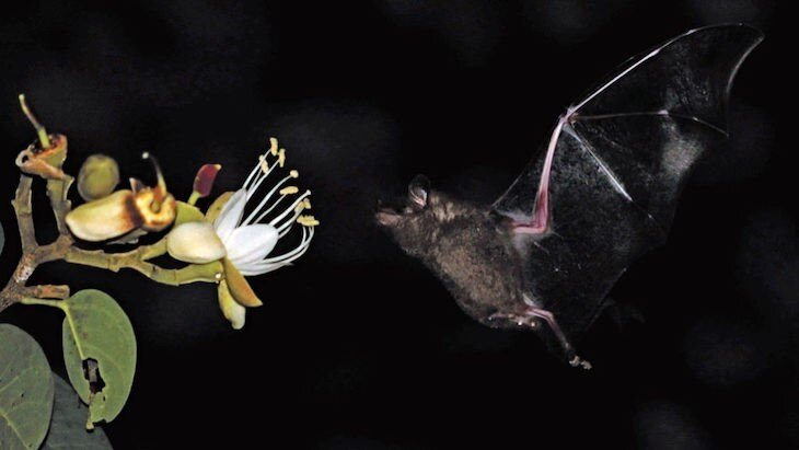 On a nectar trail through the drylands