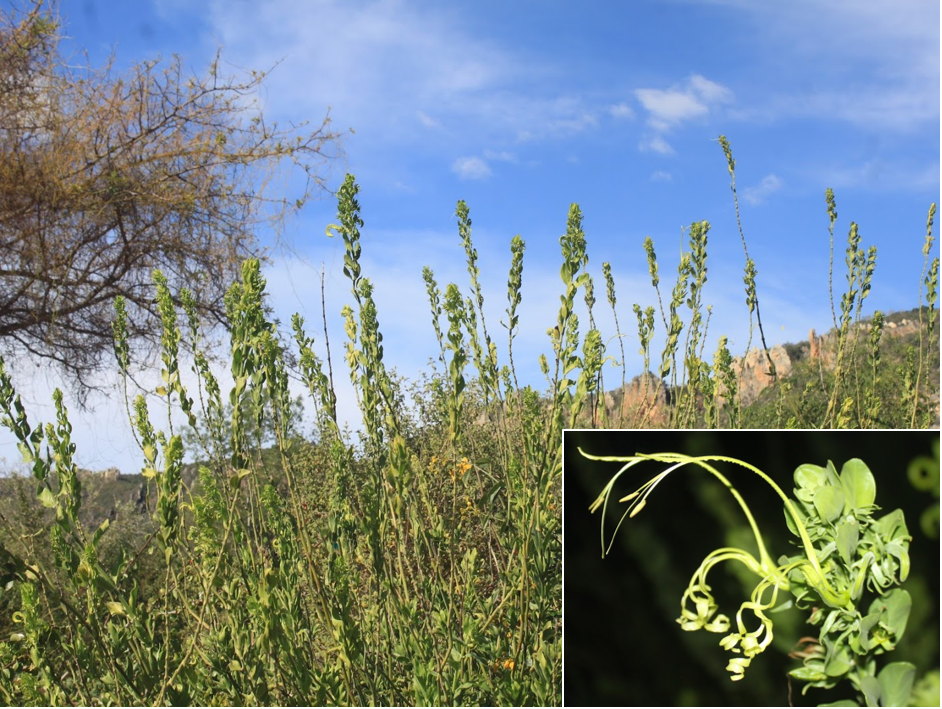 How bats perceive and interact with flowers in the Brazilian Caatinga