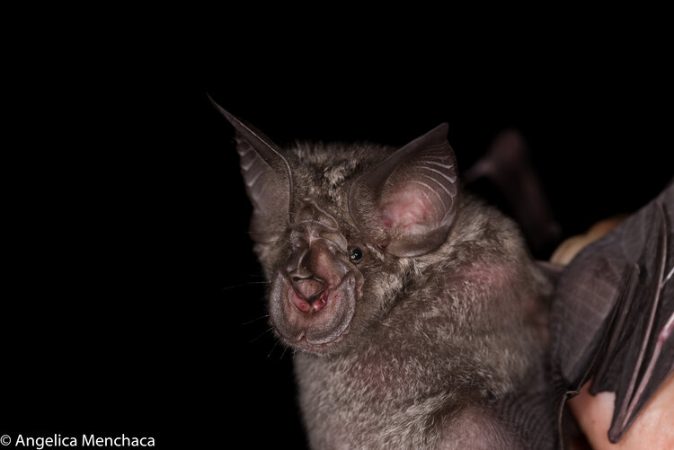 Rhinolophus eloquens Rhinolophus eloquens